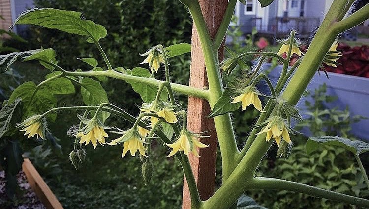 tomato+plant+